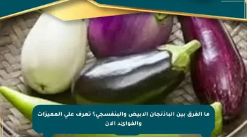 ما الفرق بين الباذنجان الأبيض والبنفسجي؟ تعرف على المميزات والفوائد الآن